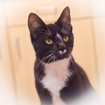 Rescue Domestic Short Hair Cats for Adoption in St. Augustine, Florida - Patterson | PetCurious