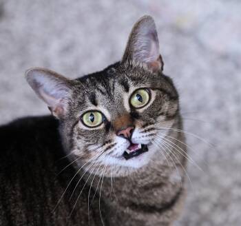 Peyton -  Tabby and Domestic Short Hair Cat for Adoption in Chattanooga, Tennessee - Peyton | PetCurious