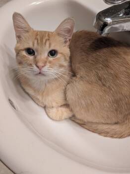 Rescue Domestic Short Hair Cats for Adoption in Burnaby, British Columbia - Dash | PetCurious