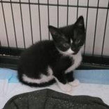 Penelope -  Domestic Short Hair Cat for Adoption in Portsmouth, Ohio - Penelope | PetCurious