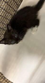 DORITA -  Domestic Short Hair Cat for Adoption in Doral, Florida - DORITA | PetCurious