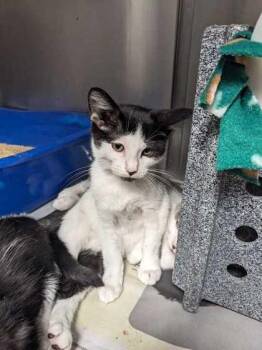 Tuna Guy -  Domestic Short Hair Cat for Adoption in Daytona Beach, Florida - Tuna Guy | PetCurious