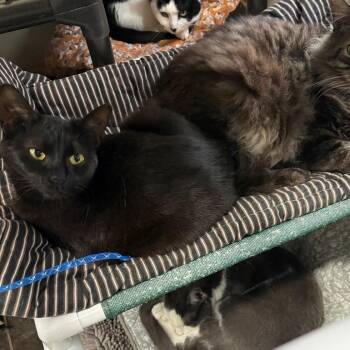 Domestic Short Hair Cats Available for Adoption - Barbie | PetCurious