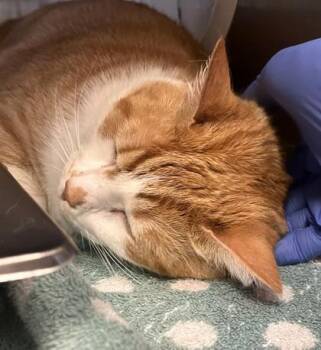 Domestic Short Hair Cats Available for Adoption - Koi | PetCurious