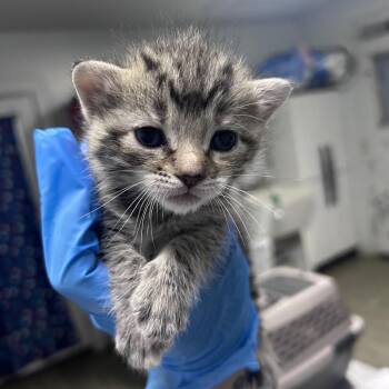 Domestic Short Hair Cats Available for Adoption in Summerville, South Carolina - Peach | PetCurious