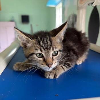 Strawberry -  Domestic Short Hair Cat for Adoption in West Point, Mississippi - Strawberry | PetCurious