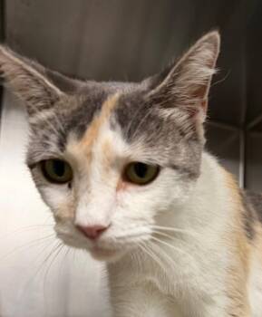 Sugar -  Domestic Short Hair Cat for Adoption - Sugar | PetCurious