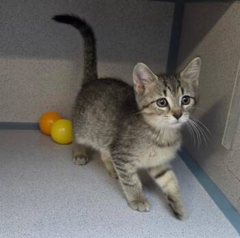 APHRODITE -  Domestic Short Hair Cat for Adoption in Aliquippa, Pennsylvania - APHRODITE | PetCurious