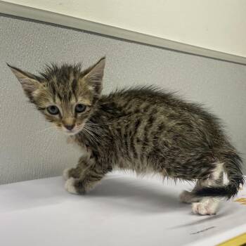 Hela -  Domestic Short Hair Cat for Adoption in Tampa, Florida - Hela | PetCurious