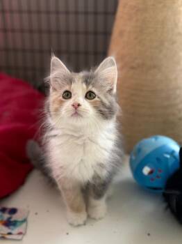Domestic Long Hair Cats Available for Adoption in Algona, Iowa - PENELOPE | PetCurious