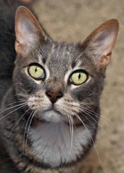 Bolt -  Domestic Short Hair Cat for Adoption in Baton Rouge, Louisiana - Bolt | PetCurious
