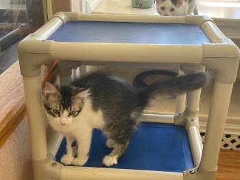 Chunky -  Domestic Long Hair Cat for Adoption in Westfield, New York - Chunky | PetCurious
