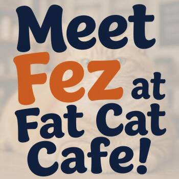 Fez at Fat Cat Cafe -  Domestic Short Hair Cat for Adoption in Tallahassee, Florida - Fez At Fat Cat Cafe | PetCurious
