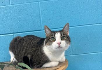 Rescue Domestic Short Hair Cats for Adoption in Frankfort, Kentucky - Link | PetCurious