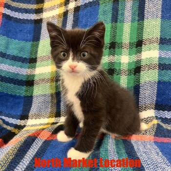 Rescue Domestic Short Hair Cats for Adoption in Raleigh, North Carolina - Jasper | PetCurious