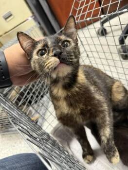 QUINNIE -  Domestic Short Hair Cat for Adoption in Pasadena, Texas - QUINNIE | PetCurious