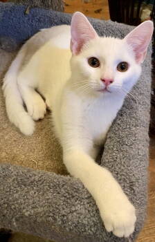 Rescue Domestic Short Hair Cats for Adoption in Versailles, Kentucky - Fisher | PetCurious