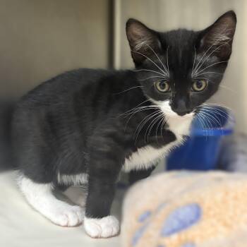 Rickon- 52004 -  Domestic Short Hair Cat for Adoption in Columbia, Maryland - Rickon- 52004 | PetCurious