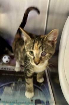 Elfin Skimmer -  Domestic Short Hair Cat for Adoption in Cincinnati, Ohio - Elfin Skimmer | PetCurious
