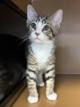 Pothos $75 @ Petco -  Domestic Short Hair Cat Available for Adoption in Seneca, South Carolina - Pothos $75 @ Petco | PetCurious