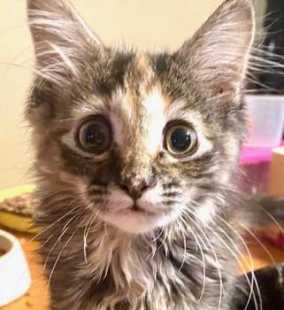 Zara -  Domestic Long Hair Cat for Adoption in Beaverton, Oregon - Zara | PetCurious