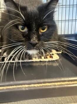 Ms. Mittens -  Domestic Long Hair Cat for Adoption in Rock Springs, Wyoming - Ms. Mittens | PetCurious