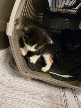 A658059 -  Domestic Short Hair Cat for Adoption in Houston, Texas - A658059 | PetCurious