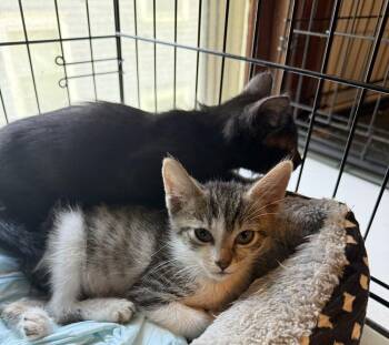 Chandler -  Domestic Short Hair Cat for Adoption in Emporia, Kansas - Chandler | PetCurious