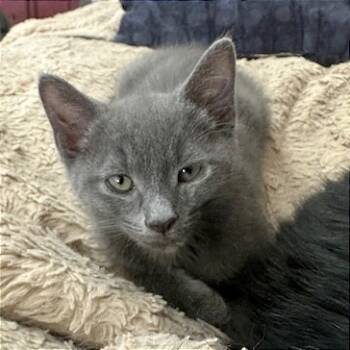 Rescue Domestic Short Hair Cats for Adoption in Pleasant Hill, California - Blade | PetCurious