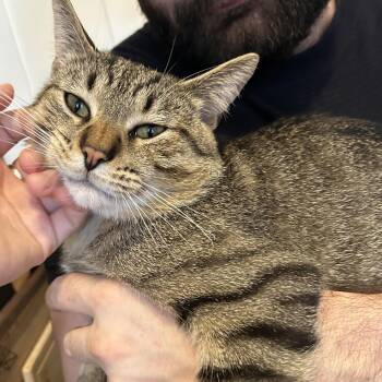 Domestic Short Hair Cats Available for Adoption in Chicago, Illinois - Louie | PetCurious
