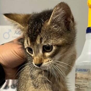 Ankha -  Domestic Short Hair Cat for Adoption in Chattanooga, Tennessee - Ankha | PetCurious