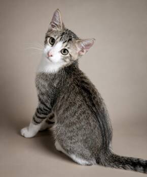 Hudson -  Domestic Short Hair Cat for Adoption in The Woodlands, Texas - Hudson | PetCurious