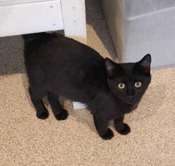 Nova -  Domestic Short Hair Cat for Adoption in Fairfield, Iowa - Nova | PetCurious