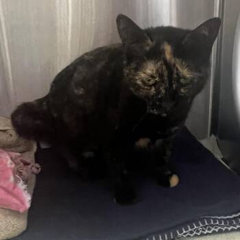 Razzle-Dazzle -  Domestic Short Hair Cat for Adoption in Burlington, Ontario - Razzle-Dazzle | PetCurious