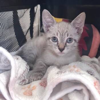 Naruta -  Domestic Short Hair Cat for Adoption in Los Angeles, California - Naruta | PetCurious