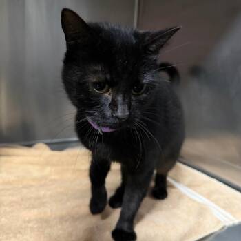 Mixie 7453 -  Domestic Short Hair Cat for Adoption in Hamilton, Georgia - Mixie 7453 | PetCurious