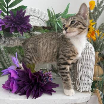 Moss Ridgemaker 56281 -  Domestic Medium Hair Cat for Adoption in Eaton Rapids, Michigan - Moss Ridgemaker 56281 | PetCurious