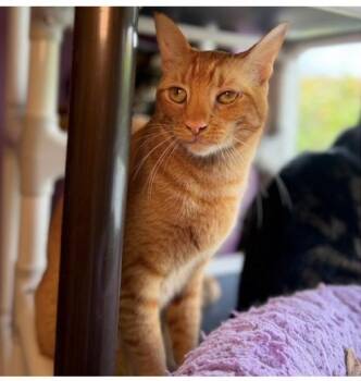 Fendi & Gucci BONDED -  Domestic Short Hair Cat for Adoption in Boca Raton, Florida - Fendi & Gucci BONDED | PetCurious
