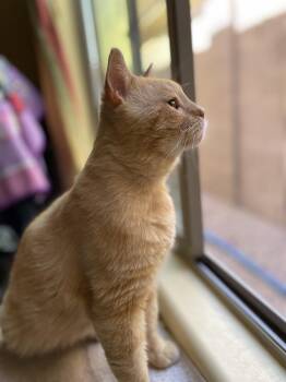 Domestic Short Hair and Tabby Cats Available for Adoption in Chandler, Arizona - Joe Copperfield | PetCurious