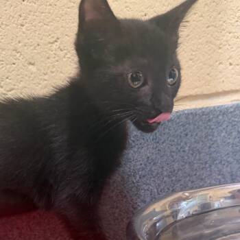 Croissant -  Domestic Short Hair Cat for Adoption - Croissant | PetCurious