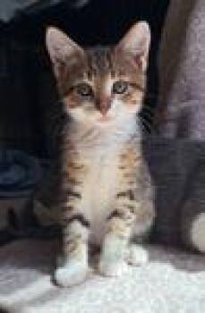 Rescue Tabby Cats for Adoption in Jurupa Valley, California - Penguin | PetCurious