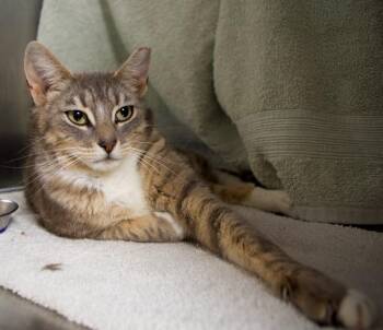 Dory -  Domestic Short Hair Cat for Adoption in Seattle, Washington - Dory | PetCurious