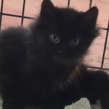 Pepper -  Domestic Long Hair Cat Available for Adoption in Garden City, Colorado - Pepper | PetCurious