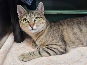 Rescue Domestic Short Hair Cats for Adoption in Riverbank, New Brunswick - Laura | PetCurious