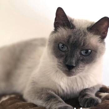 Morrison -  Siamese Cat for Adoption in Austin, Texas - Morrison | PetCurious