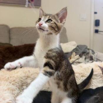 Jasper -  Domestic Short Hair Cat for Adoption in Sunnyvale, California - Jasper | PetCurious