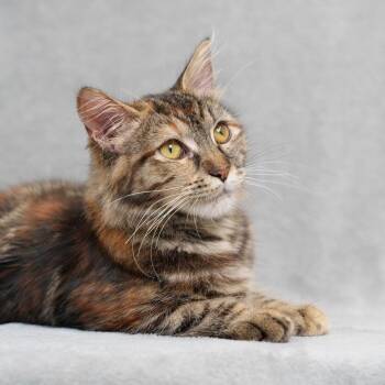Sequoia -  Domestic Medium Hair Cat for Adoption in Sunnyvale, California - Sequoia | PetCurious