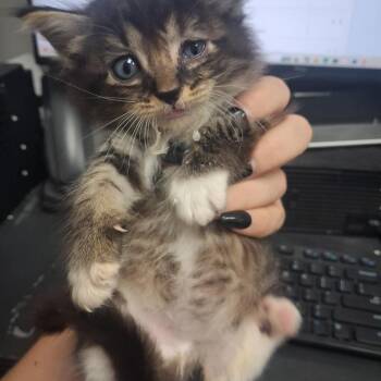 Sandy Paws -  Domestic Long Hair Cat for Adoption in Lufkin, Texas - Sandy Paws | PetCurious