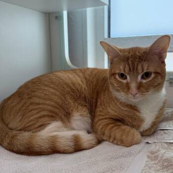Domestic Short Hair Cats Available for Adoption in Branford, Connecticut - Pinkus | PetCurious