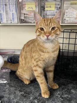 A230336 -  Domestic Short Hair Cat for Adoption in Woodland, California - A230336 | PetCurious
